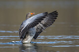 Image. Greylag Goose