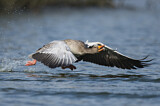Image. Greylag Goose
