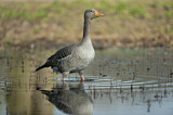 Image. Greylag Goose