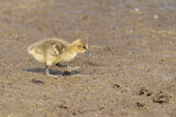 Image. Greylag Goose