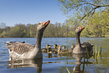 Image. Greylag Goose