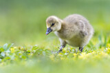 Image. Greylag Goose