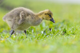 Image. Greylag Goose