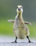 Image. Greylag Goose