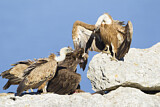 Image. Griffon Vulture & Cinereous Vulture