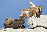 Image. Griffon Vulture & Cinereous Vulture