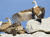 Image. Griffon Vulture & Cinereous Vulture