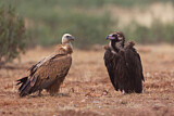 Image. Griffon Vulture & Cinereous Vulture