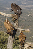 Image. Griffon Vulture & Cinereous Vulture