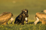 Image. Griffon Vulture & Cinereous Vulture
