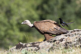 Image. Griffon Vulture & Eurasian Magpie