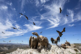 Image. Griffon Vulture