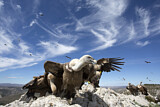 Image. Griffon Vulture