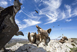 Image. Griffon Vulture
