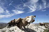 Image. Griffon Vulture