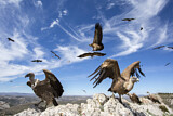 Image. Griffon Vulture