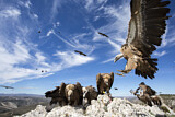Image. Griffon Vulture