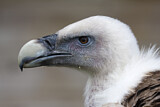 Image. Griffon Vulture