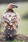 Image. Griffon Vulture