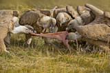 Image. Griffon Vulture