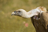 Image. Griffon Vulture