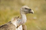 Image. Griffon Vulture
