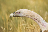 Image. Griffon Vulture