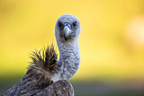 Image. Griffon Vulture