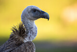 Image. Griffon Vulture