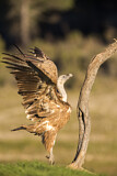 Image. Griffon Vulture