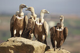 Image. Griffon Vulture