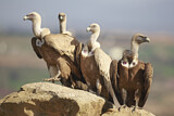 Image. Griffon Vulture