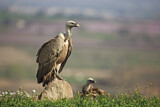Image. Griffon Vulture