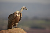 Image. Griffon Vulture