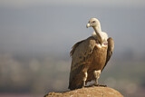 Image. Griffon Vulture