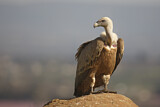 Image. Griffon Vulture