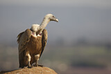 Image. Griffon Vulture