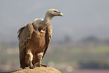 Image. Griffon Vulture