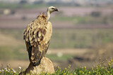Image. Griffon Vulture