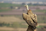 Image. Griffon Vulture