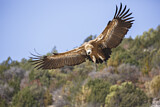 Image. Griffon Vulture