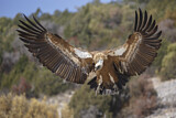 Image. Griffon Vulture