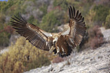 Image. Griffon Vulture