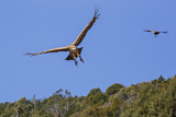 Image. Griffon Vulture