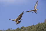 Image. Griffon Vulture