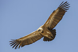 Image. Griffon Vulture