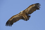 Image. Griffon Vulture