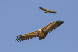 Image. Griffon Vulture