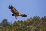 Image. Griffon Vulture