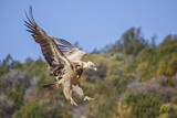 Image. Griffon Vulture